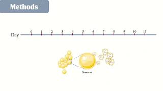 Staphylococcus aureus kills tumor cells via caspase1– Video abstract 455158 [upl. by Nitsa465]