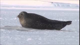 Ringed seal Tempelfjorden Svalbard 08042015 [upl. by Acirfa]