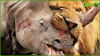 35 Moments When Rhinos Use Their Big Horns To Crush Lions What Happens Next  Animal Fight [upl. by Sterrett]