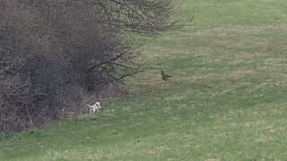 Jack Parson Russell Terrier Hunt  meets a Fox 2 VS Fuchs JagdJack Baujagd Hunting the Wildco [upl. by Nnylahs]