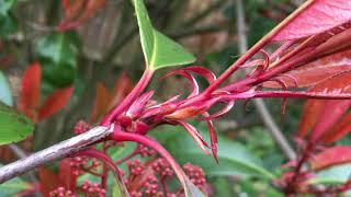 Photinia Red robin  buds close up  March 2018 [upl. by Eciryt]