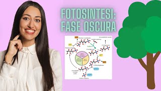 FASE OSCURA DELLA FOTOSINTESI SUPER SEMPLIFICATA [upl. by Farlee]