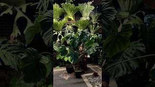 Repoting Philodendron Mcdowel ☘️ aroids philodendron mcdowells platycerium plants homedecor [upl. by Jeane898]