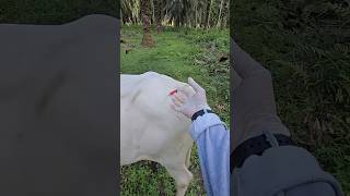 Injection lagane ka proper tarika 💉 veterinary cow veterinary shorts short [upl. by Riti79]