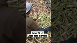 Preparando semilla de cuba 22 para sembrar [upl. by Vanna404]