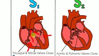 HEART SOUNDS  MEDICINE LECTURES  Cardiology Lectures [upl. by Adnamar]