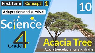 lesson 32 Acacia tree adaptation and giraffe  شجره السنط و الزرافه [upl. by Etteiluj]