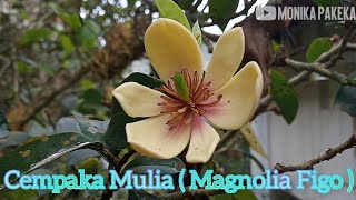 Cempaka Mulia Bunga Kesukaan Klanceng  Magnolia figo [upl. by Nadnal]