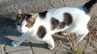 Sweet Stray Cat Will Melt Your Heart With its Cute Movements [upl. by Annairba909]