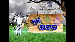 Krushi Darshan Maka Fasala Chasa  21 DEC 2022 [upl. by Dean]