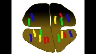 CHROMOSOMAL NONDISJUNCTION [upl. by Suiradal]