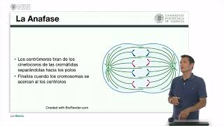 La mitosis  1960  UPV [upl. by Wilonah]