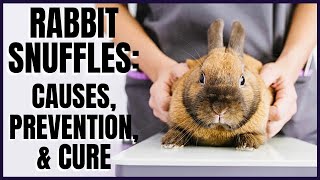 Rabbit Snuffles Causes Prevention and Cure [upl. by Davidde]