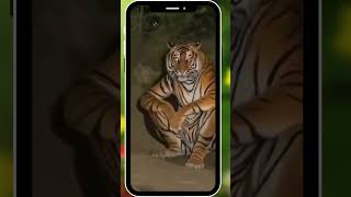 Tiger Sitting like human shortvideos shorts viralmoment viralnow trending [upl. by Engedus]