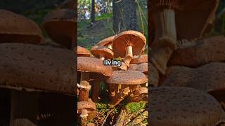 The Worlds Largest Living Organism Armillaria ostoyaefacts learnwithmechannel fungus organism [upl. by Margery]