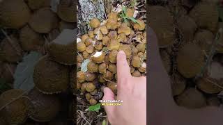 Surprising facts about mushrooms mushroomsurprisingfactsfungifungusamanitaoystermushrooms [upl. by Gosnell785]