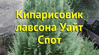 Кипарисовик лавсона Уайт Спот Краткий обзор описание chamaecyparis lawsoniana White Spot [upl. by Finnegan]