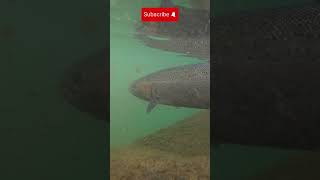 Steelhead fishing underwater release fishing steelhead underwater pnw [upl. by Lowson737]