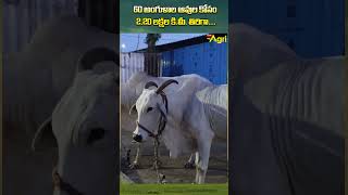 Ongole Cow Characteristics ToneAgri OngoleCattleDemand OngoleCowCharacteristics OngoleCowFarming [upl. by Anelagna]