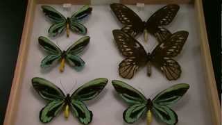 Cal Academy Butterfly Collection Science on the SPOT [upl. by Yirinec]