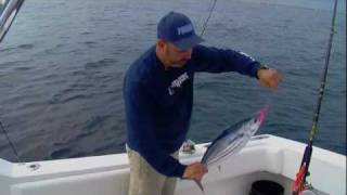 Skipjack Tuna Frenzy  Florida Sport Fishing TV  Can You Identify Different Tuna Species [upl. by Aynotel]