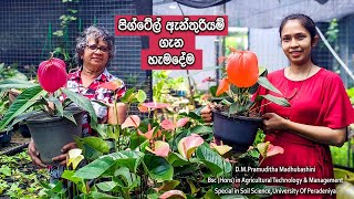 Anthurium mal wagawa sri Lanka All about pigtail anthurium cultivation in sinhalaclear explanation [upl. by Etnecniv877]