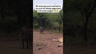 He begged for a race 😂 Mr Kasongo the legendary warthog Mr warthog Mr kasongo mr v12 engine [upl. by Zetnas186]