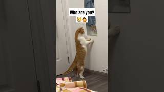 Who are you 🐈😳🤩 [upl. by Brey]