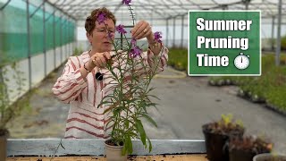 How to Prune Back Early Flowering Perennials for a Rebloom [upl. by Asim]