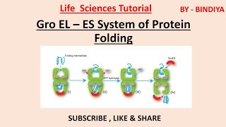 Mechanism of Chaperone Assisted Folding  Gro ES  EL System [upl. by Sitelc]