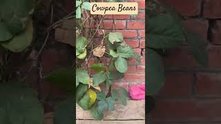 Cowpea Beans  Lobia garden nature subscribe [upl. by Akirret]