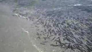 Capelin Run in Newfoundland [upl. by Nilauqcaj266]