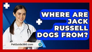 Where Are Jack Russell Dogs From  PetGuide360com [upl. by Ardehs994]