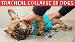 Tracheal Collapse in Dogs  CAUSES and TREATMENT [upl. by Ladnyc406]