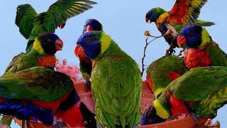 Beautiful Rainbow Lorikeets  It is time for bathing and feeding [upl. by Pik924]