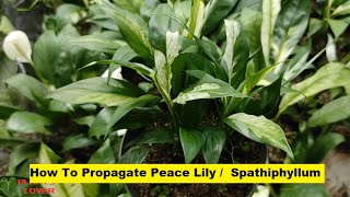 How To Propagate Peace Lily  Variegated Spathiphyllum Plant  Plants Lover [upl. by Anitan]