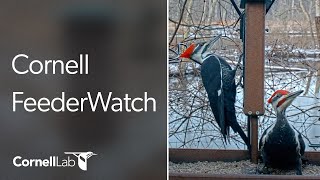 Live Birds In 4K Cornell Lab FeederWatch Cam at Sapsucker Woods [upl. by Masao]