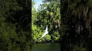 Great Egret Drop your Guess in the Comments [upl. by Llenet]