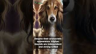 Afghan Hound Dog Breed Baluchi Hound Tazi Sage Balochi Ogar Afgan Eastern Greyhound dogs pets [upl. by Damalus443]