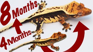 5 Tips to DOUBLE the Growth of Your Geckos [upl. by Dloreg43]