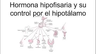 HORMONA HIPOFISIARIA Y SU CONTROL POR EL HIPOTÁLAMO  Fisiología [upl. by Amity]