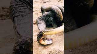 Dragão de Komodo vs Cobra Batalha Mortal 🐍 [upl. by Yleak]