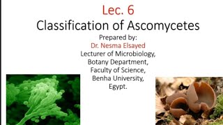 الفطريات الزقيه اسبيرجلسبنيسيليوم Classification of Ascomycetes and its life cycle [upl. by Udale298]