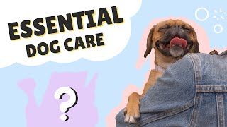 MUST HAVE DOG CARE ITEMS  Pugalier Care [upl. by Airamalegna517]