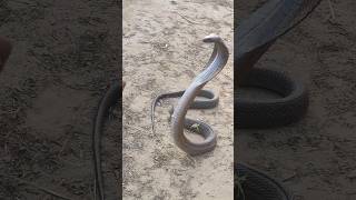 Black Cobra Snake in standing position🐍animalswildlifeshortscobrasnakebitesnake [upl. by Adnwahsat]