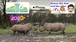 Knowsley Safari Park  close up with the Rhino and Lions [upl. by Coopersmith]