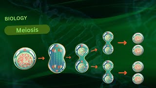 quotUnderstanding Meiosis A Comprehensive 3D Animation of Cell Divisionquot [upl. by Bocaj262]