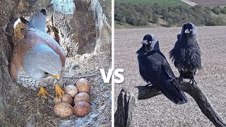 Kestrel vs Jackdaw  Brutal Fight To Defend 6 Kestrel Bird Eggs  Mr amp Mrs Kes  Robert E Fuller [upl. by Naahs]