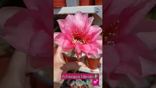 Echinopsis híbrido cactus suculentasconamor amorporlasplantas cactáceaslove🌵💕 [upl. by Webber418]