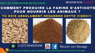 Comment Produire la farine dasticots pour nourrir les animaux  comment fabriquer laliment [upl. by Attekahs34]